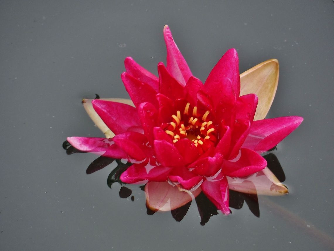 Lotus lotus Geotagged,Germany,Spring