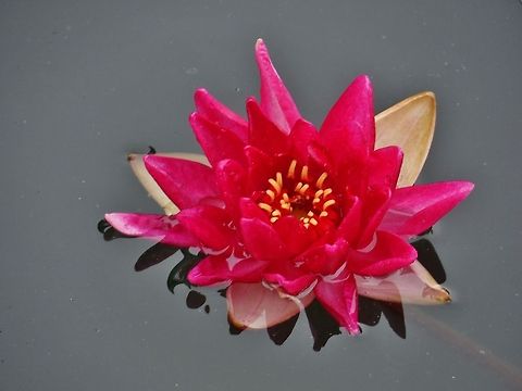 Lotus lotus Geotagged,Germany,Spring