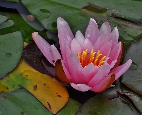 Lotus lotus and fly Geotagged,Germany,Spring