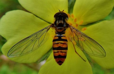 hoverfly  Episyrphus balteatus,Geotagged,Germany,Summer
