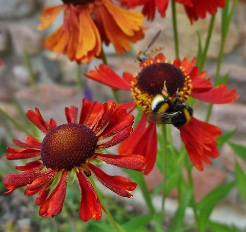 Bumblebee on echinacea  Bombus terrestris,Geotagged,Germany,Summer,flower