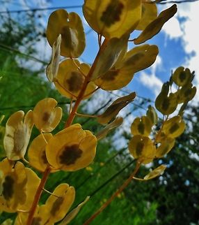 seeds  Geotagged,Germany,Summer,Thlaspi arvense