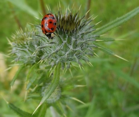 lady(bug) and thorns  Geotagged,Germany,Harmonia axyridis,Ladybird,Ladybug,Summer