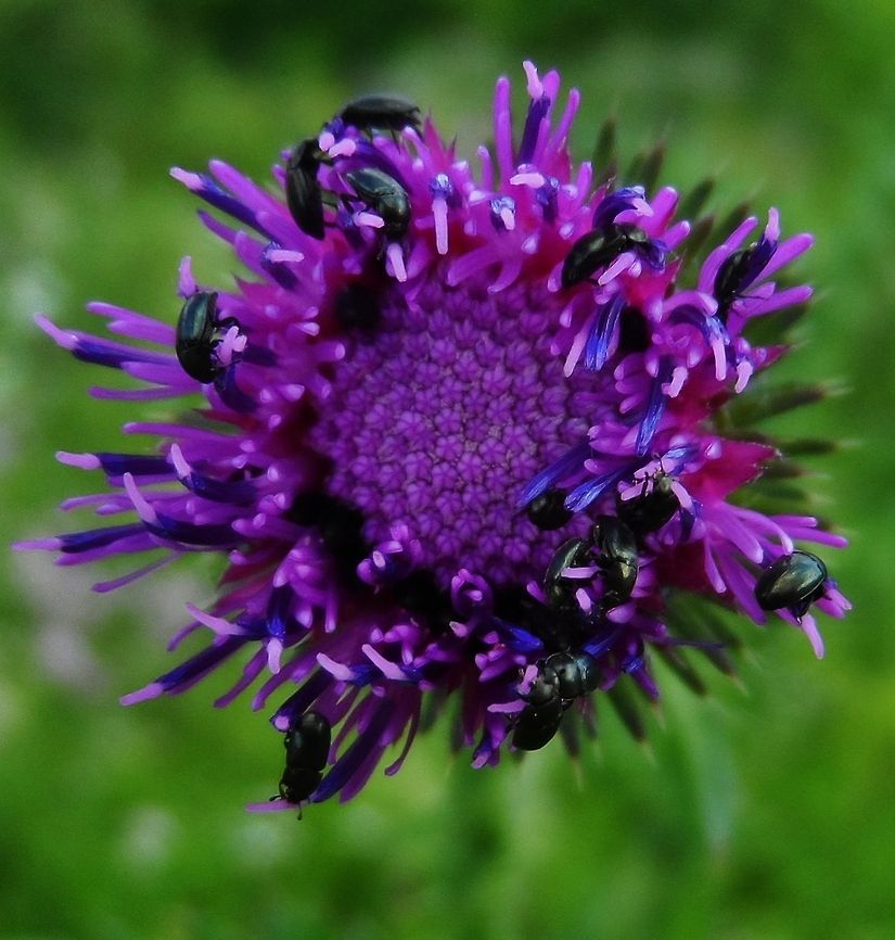 meligethes on purple  Brassicogethes aeneus,Common Pollen Beetle,Geotagged,Germany,Meligethes aeneus,Spring