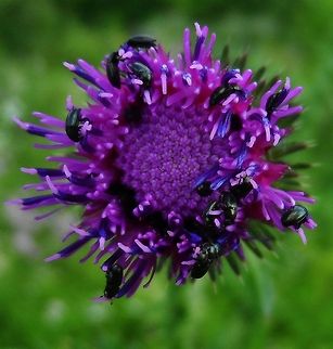 meligethes on purple  Brassicogethes aeneus,Common Pollen Beetle,Geotagged,Germany,Meligethes aeneus,Spring
