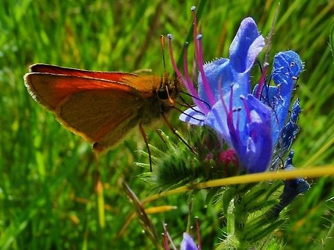 moth  Geotagged,Germany,Small Skipper,Spring,Thymelicus sylvestris