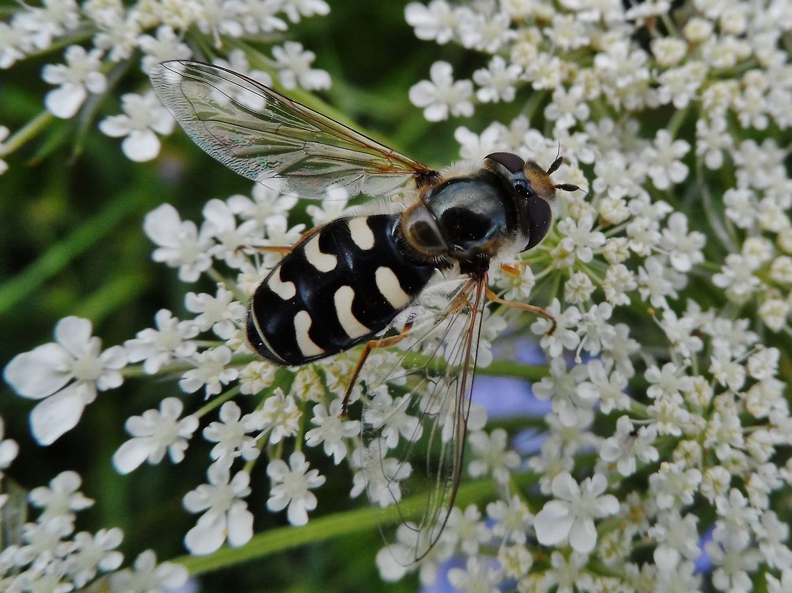 black-white hoverfly  Geotagged,Germany,Scaeva pyrastri,Summer