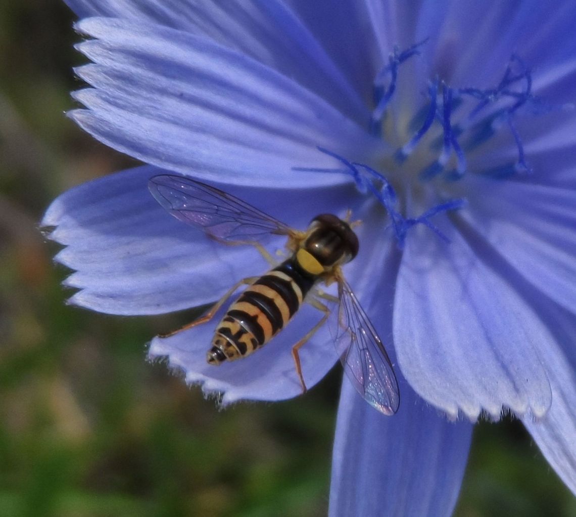 blue  Bluest velvet,<br />
A landing strip,<br />
Wings of glass<br />
For pollen trip. Cichorium intybus,Common Chicory,Geotagged,Germany,Sphaerophoria scripta,Summer