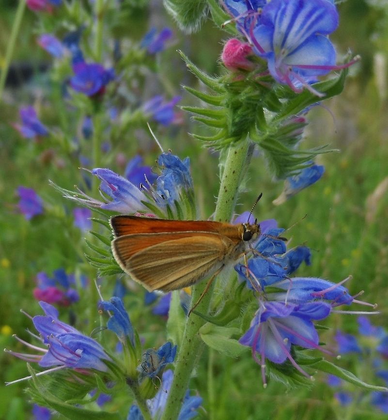 blue and green and brown  Essex skipper,Geotagged,Germany,Summer,Thymelicus lineola