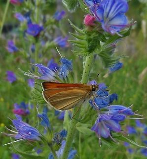 blue and green and brown  Essex skipper,Geotagged,Germany,Summer,Thymelicus lineola