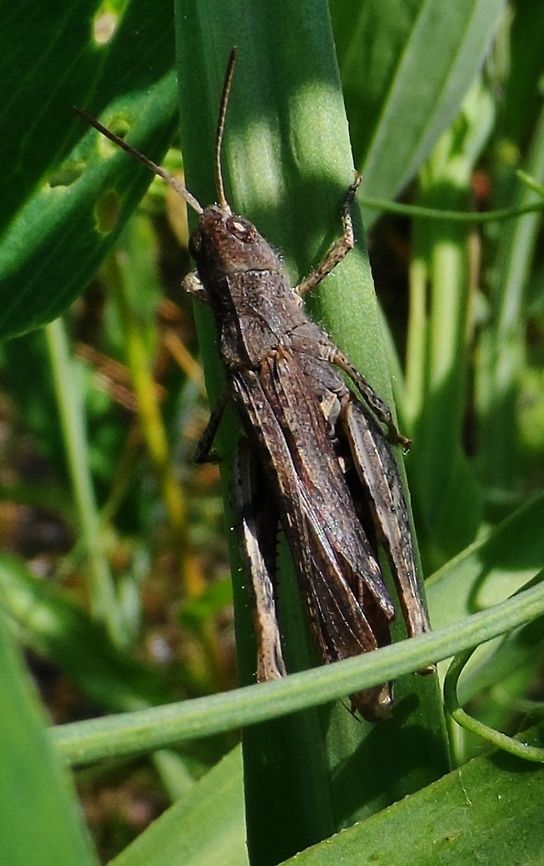 grashopper  Geotagged,Germany,Summer,Tetrix Subulata