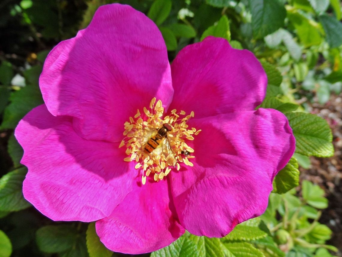 wild rose and guest  Episyrphus balteatus,Geotagged,Germany,Marmalade Hoverfly,Summer