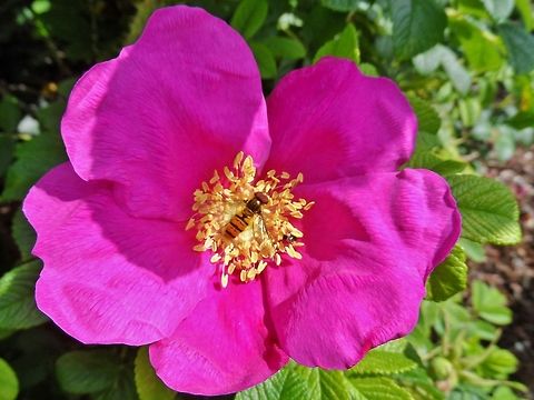 wild rose and guest  Episyrphus balteatus,Geotagged,Germany,Marmalade Hoverfly,Summer