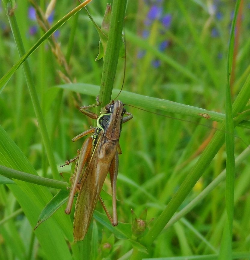 grasshopper  Geotagged,Germany,Summer