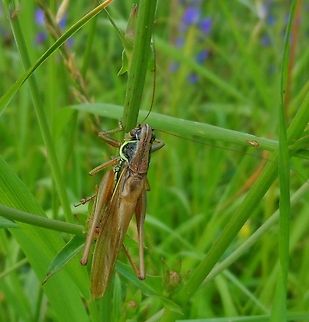 grasshopper  Geotagged,Germany,Summer