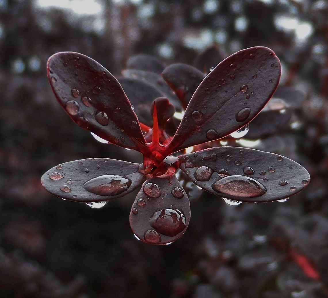 berberitze - berberis vulgaris - in the rain  Berberis thunbergii,Geotagged,Germany,Summer,plant