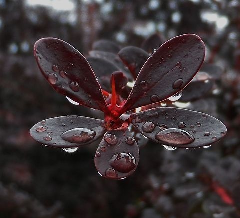 berberitze - berberis vulgaris - in the rain  Berberis thunbergii,Geotagged,Germany,Summer,plant