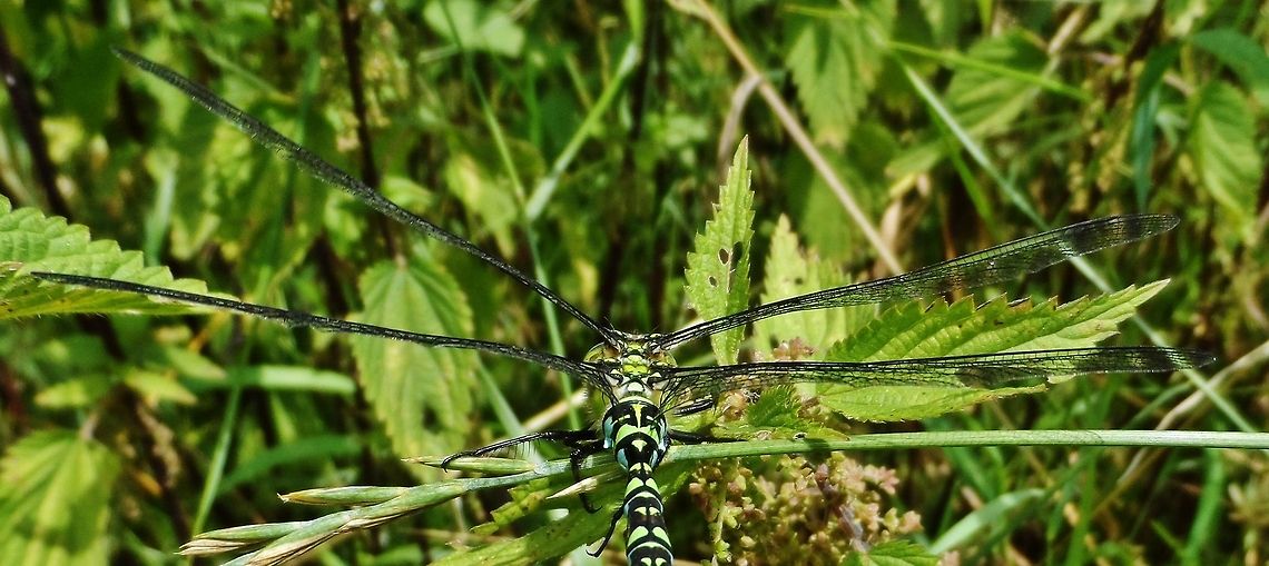 mosaiklibelle - aeshna cyanea - mosaic dragonfly  Aeshna cyanea,Geotagged,Germany,Southern Hawker,Summer