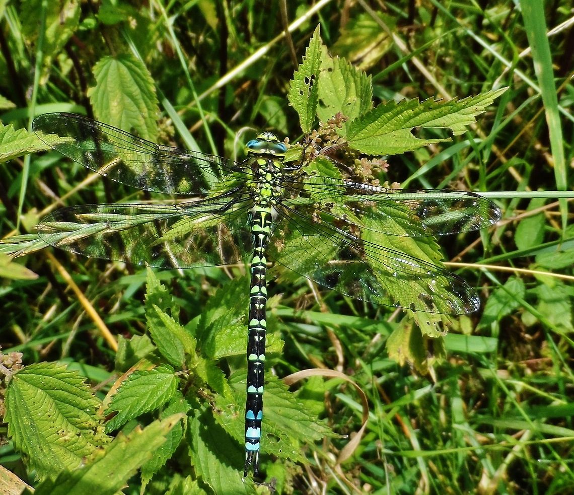 mosaiklibelle - aeshna cyanea - mosaic dragonfly  Aeshna cyanea,Geotagged,Germany,Southern Hawker,Summer