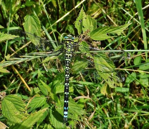 mosaiklibelle - aeshna cyanea - mosaic dragonfly  Aeshna cyanea,Geotagged,Germany,Southern Hawker,Summer