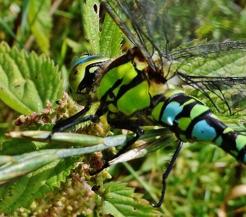 mosaiklibelle - aeshna cyanea  Aeshna cyanea,Geotagged,Germany,Southern Hawker,Summer
