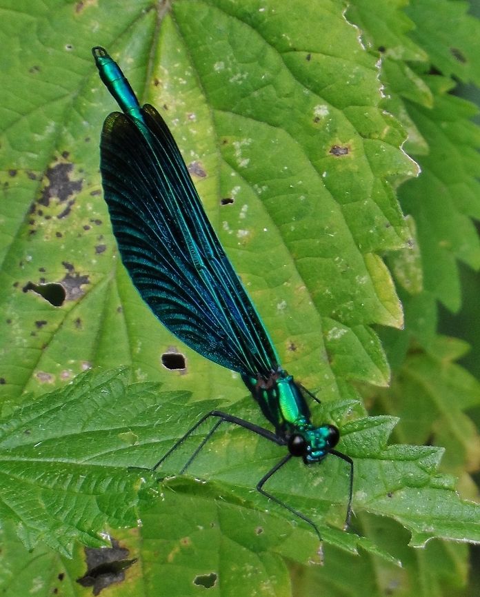 calopteryx virgo - beautiful demoiselle  Beautiful Demoiselle,Calopteryx virgo,Geotagged,Germany,Summer