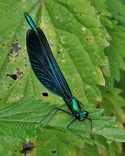 calopteryx virgo - beautiful demoiselle  Beautiful Demoiselle,Calopteryx virgo,Geotagged,Germany,Summer