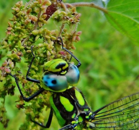 mosaic dragonfly - aeshna cyanea  Aeshna cyanea,Geotagged,Germany,Southern Hawker,Summer