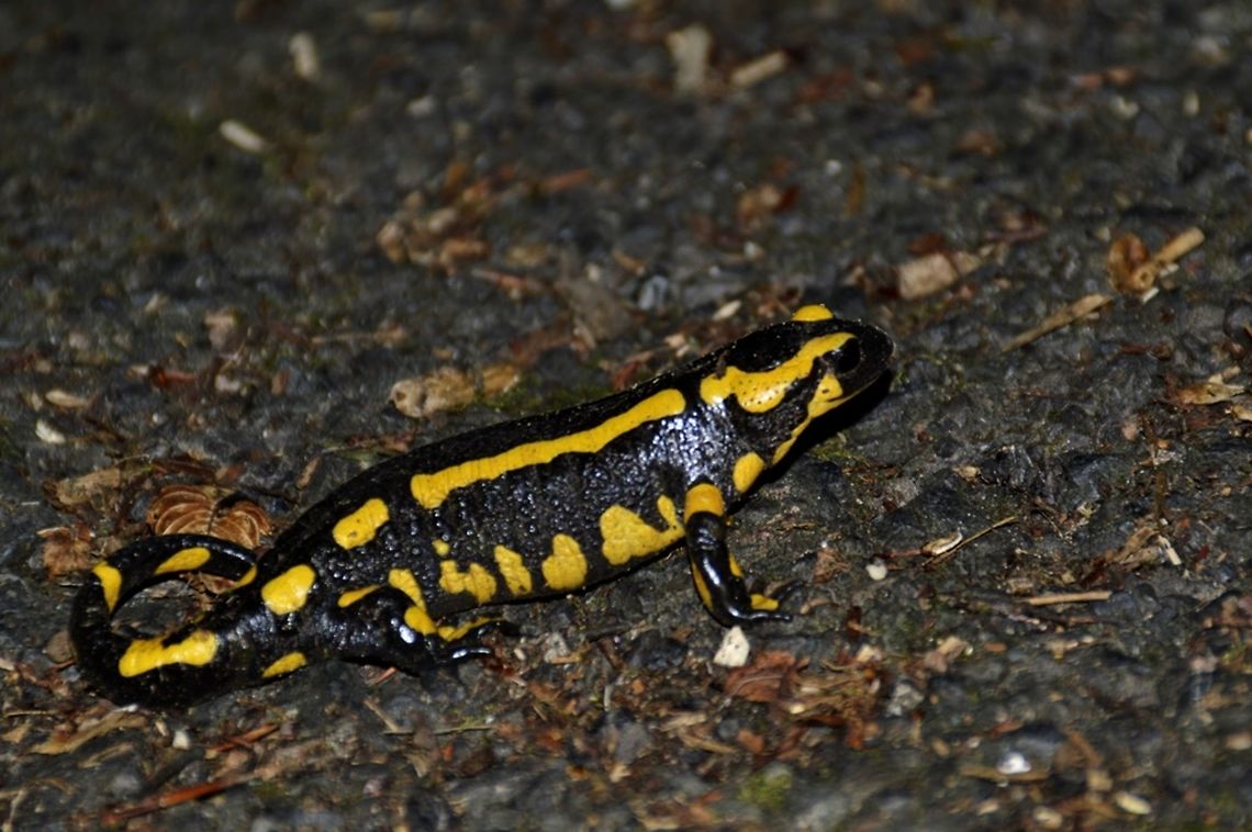 Feuersalamander  Fire Salamander,Geotagged,Germany,Salamandra salamandra,Summer