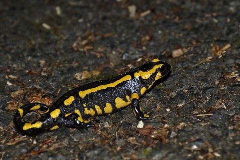 Feuersalamander  Fire Salamander,Geotagged,Germany,Salamandra salamandra,Summer