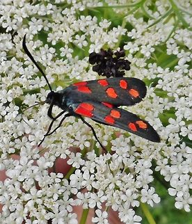 ver&auml;nderliches rotwidderchen (Zygaena ephialtes)  Geotagged,Germany,Summer,Zygaena ephialtes