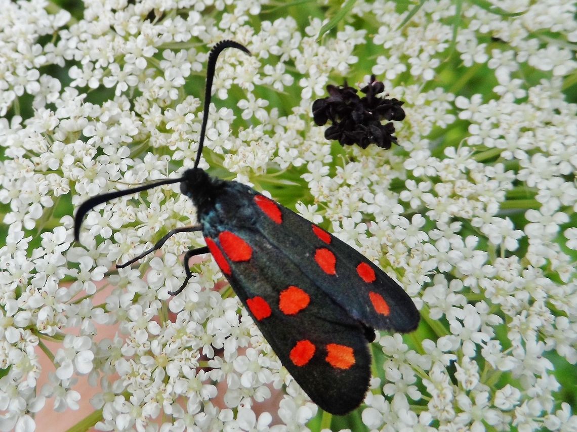ver&auml;nderliches rotwidderchen (Zygaena ephialtes)  Geotagged,Germany,Summer,Zygaena ephialtes