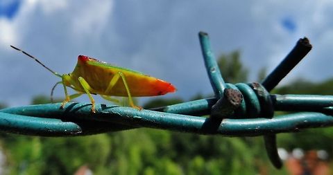 acanthosoma haemorrhoidale  Acanthosoma haemorrhoidale,Geotagged,Germany,Hawthorn shield bug,Summer