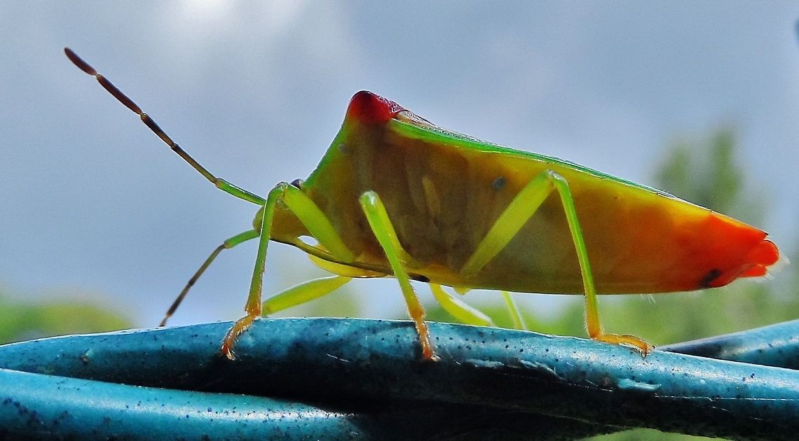 hawthorn shield bug  Acanthosoma haemorrhoidale,Geotagged,Germany,Hawthorn shield bug,Summer