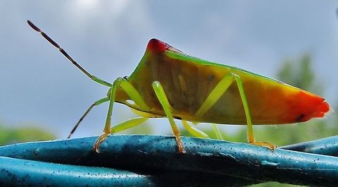 hawthorn shield bug  Acanthosoma haemorrhoidale,Geotagged,Germany,Hawthorn shield bug,Summer