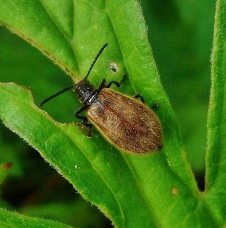 wollkäfer - lagria hirta  Geotagged,Germany,Lagria hirta,Summer