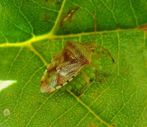 oviparous bug  Acanthosomatidae,Eggs,Elasmucha,Elasmucha grisea,Geotagged,Germany,Green stink bug,Heteroptera,Parent bug,Parental care,Summer