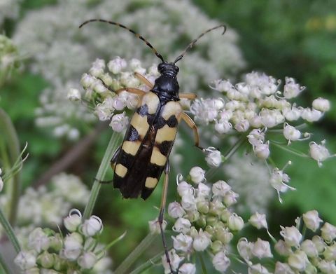 Leptura maculata  Cerambycidae,Geotagged,Germany,Rutpela maculata,Summer