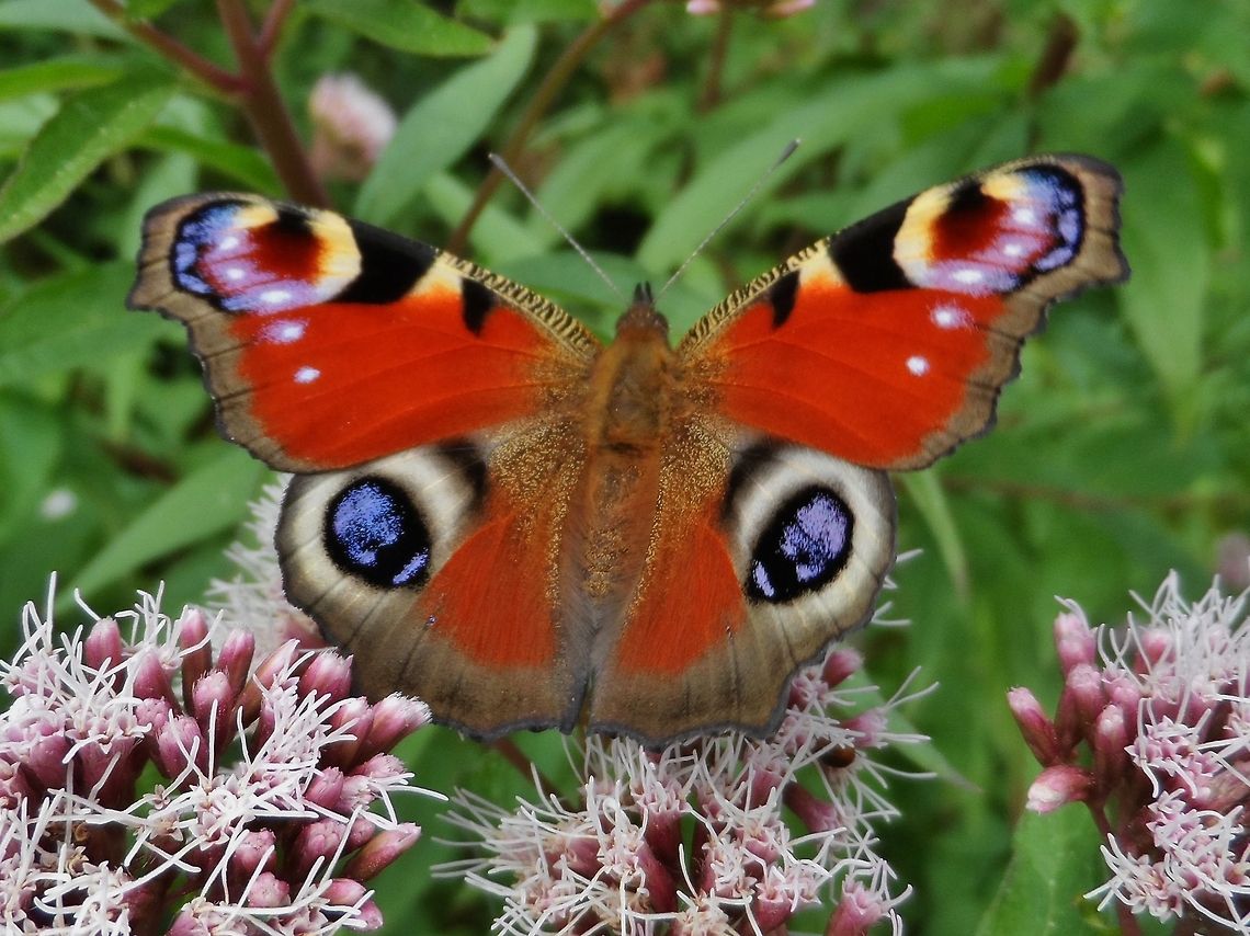 peacock butterfly  European Peacock,Geotagged,Germany,Inachis io,Summer