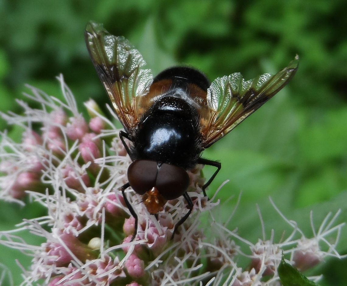 flower fly  Episyrphus balteatus,Eristalis rupium,Geotagged,Germany,Marmalade Hoverfly,Summer
