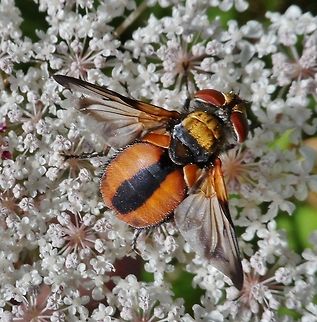 Tachina fera - Raupenfliege  Geotagged,Germany,Summer,Tachina Fera,Tachina fera