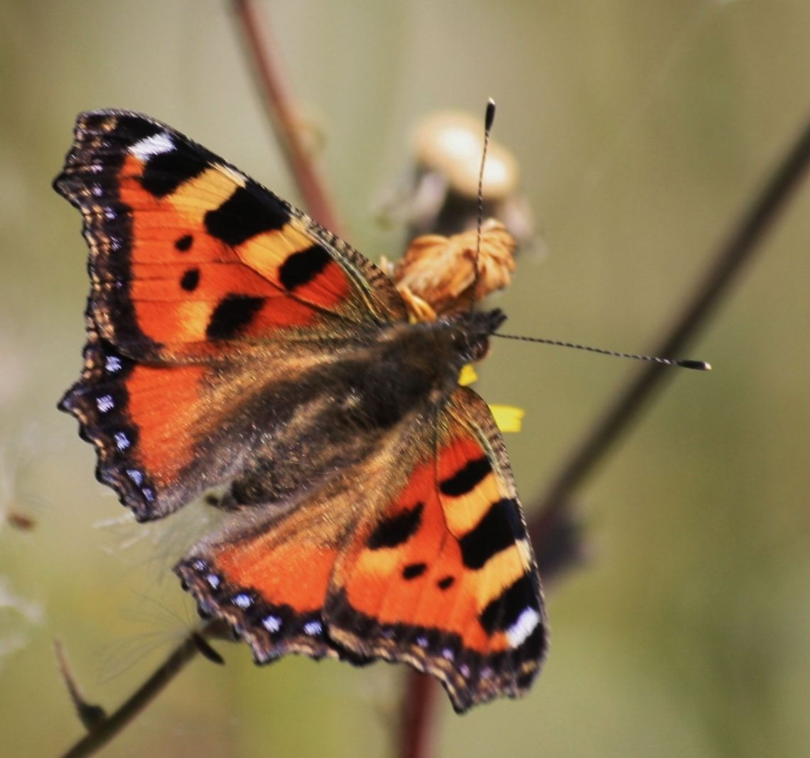butterfly Aglais urticae Aglais urticae,Geotagged,Germany,Small Tortoiseshell,Summer