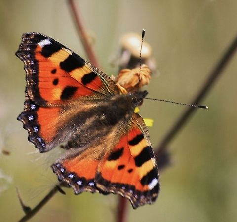 butterfly Aglais urticae Aglais urticae,Geotagged,Germany,Small Tortoiseshell,Summer