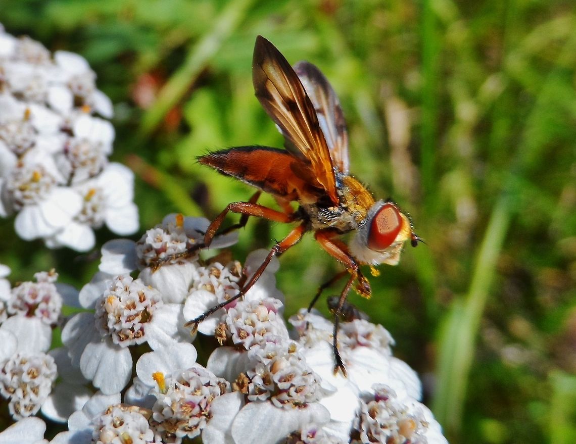 take off- hoverfly  Ectophasia,Ectophasia crassipennis,Geotagged,Germany,Summer,Tachinidae