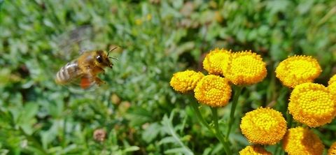 caught in action Yellow base, I'm comin' in. Apis mellifera,Geotagged,Germany,Summer,Western honey bee