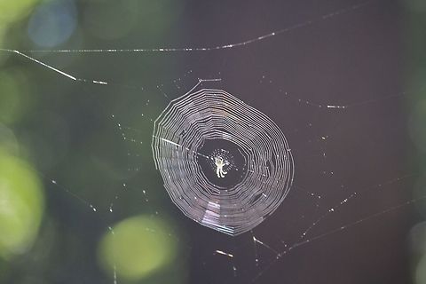 spider's web  Geotagged,Germany,Summer