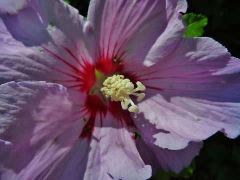 hibiscus  Geotagged,Germany,Hibiscus syriacus,Rose of Sharon,Summer