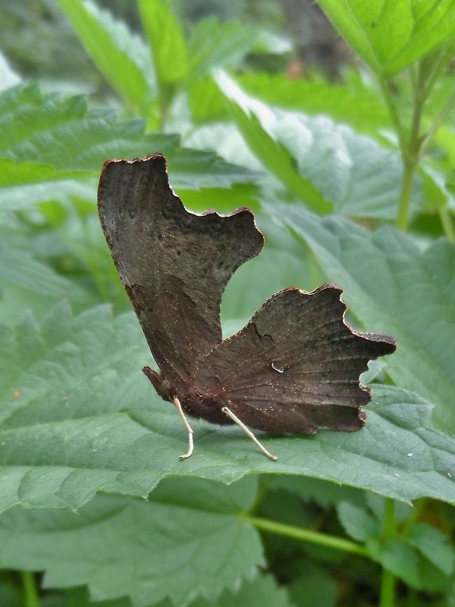 Comma butterfly Frozen in time Comma,Geotagged,Germany,Polygonia c-album,Summer