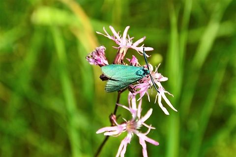 ampfer-gr&uuml;nwidderchen  Adscita statices,Geotagged,Germany,Green forester,Spring