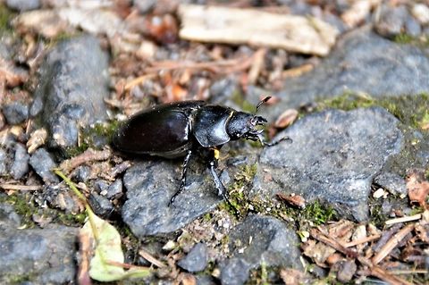 Hirschkäfer - Weibchen  Geotagged,Germany,Lucanidae,Lucanus cervus,Spring